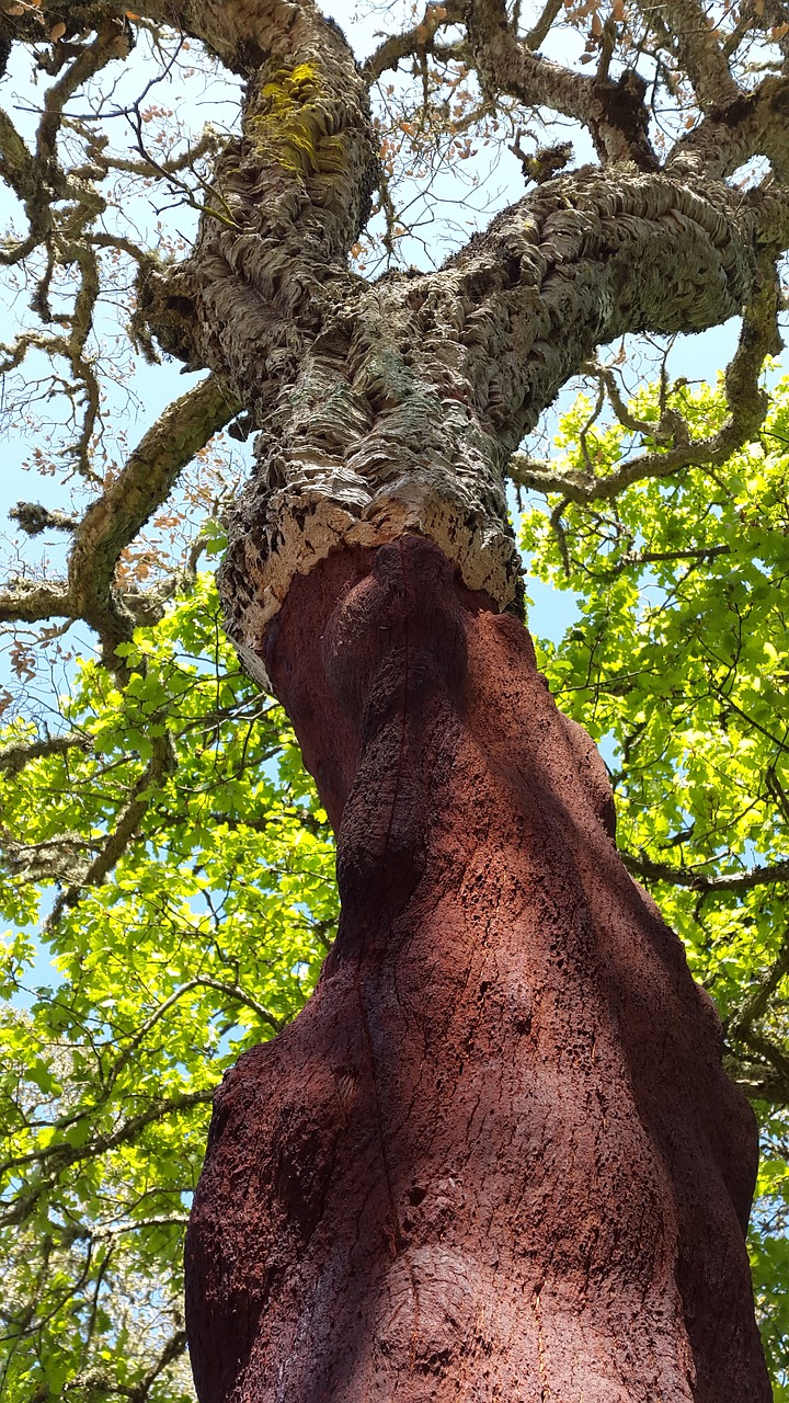 A vibrant cork tree featuring a striking red trunk, surrounded by lush green foliage under a clear blue sky.