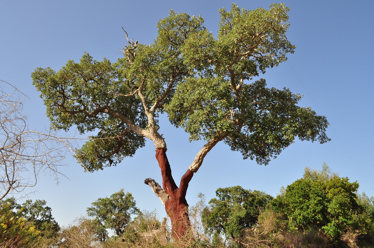 A large cork tree standing prominently in a natural setting.