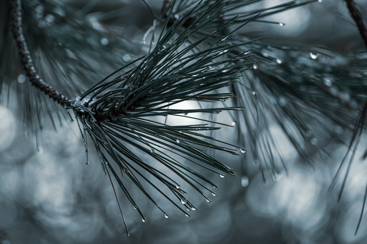 Detailed close-up of a pine tree branch, featuring sparkling water droplets that highlight the freshness of the foliage.