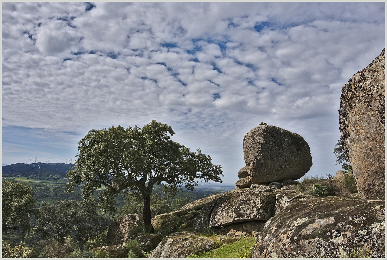 A large rock stands prominently with a cork tree in the foreground, showcasing a natural landscape scene.