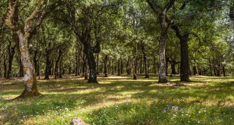 A serene cork tree forest filled with numerous trees and vibrant flowers, showcasing nature's beauty and tranquility.